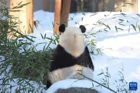 雪中展身手 旅美熊猫“显功夫”图片