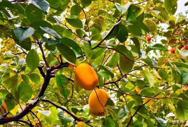 组图丨一大波美图来袭！泰山景区9个赏秋地超出片