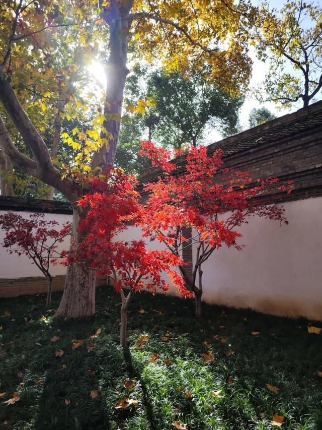 美绝！西安初冬的含金量还在上升！