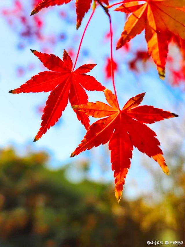 冬日枫树叶，五彩斑斓景致绝美