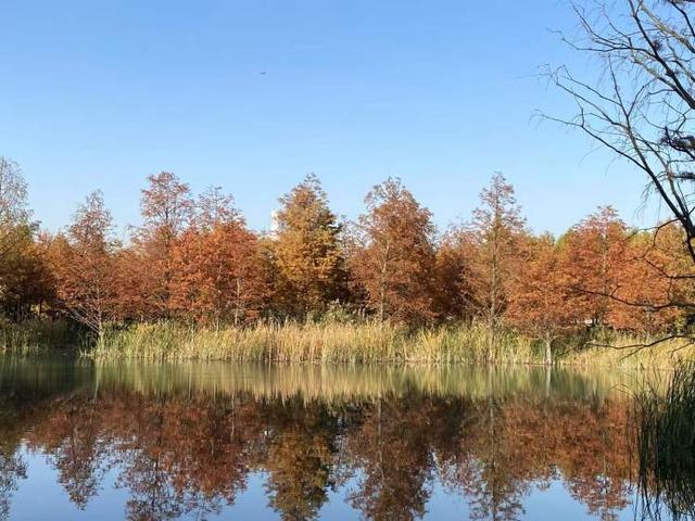 三林水森林未开先火，网络疯转“潜入攻略”！记者探访：确有不少游客；建设方：今年内完工，请静待开放