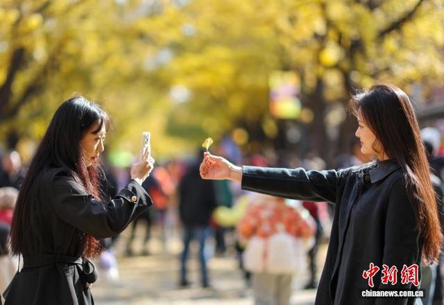 辽宁丹东金色世界的秋日画卷