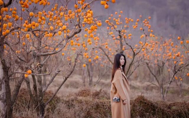 柿子红了！日照这片“柿”情画意，超出片！