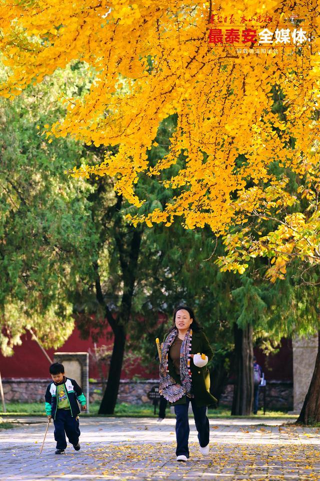 千年岱庙 一庭秋色