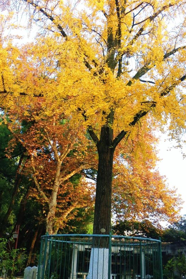 武昌赏秋天花板！这条被推荐100次的山路，迎来最美时刻