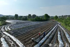 小辣椒“辣”出幸福味——从彭店乡辣椒产业看村级集体经济如何壮大图片