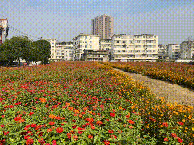 藏在宜丰城区的绝美花海，你打卡了吗？