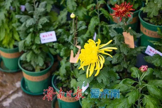 惊艳亮相！济南人又多一个好去处→