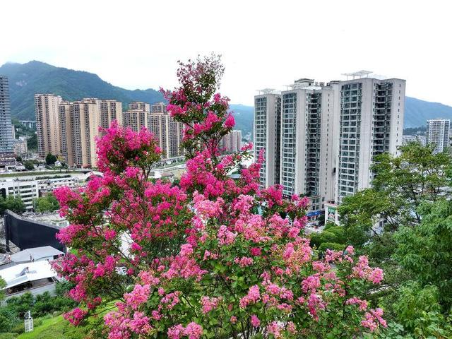 保康：紫薇绽放盈香韵 引得游人踏芳来