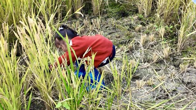 知识+100，快乐+100