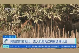 8分钟内播撒2000多粒种子！阿联酋无人机助力红树林造林计划图片