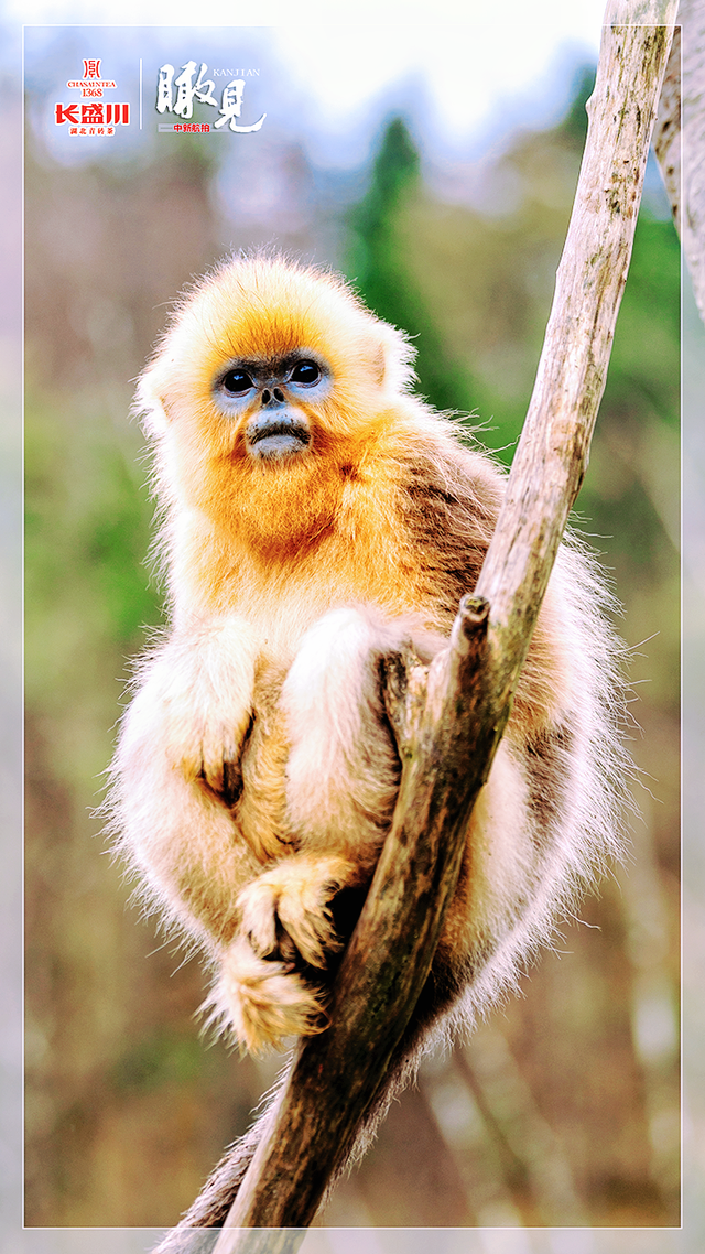 【瞰见】神农架：让心灵与自然共鸣