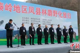 10只人工繁育林麝在秦岭凤县野化放归图片