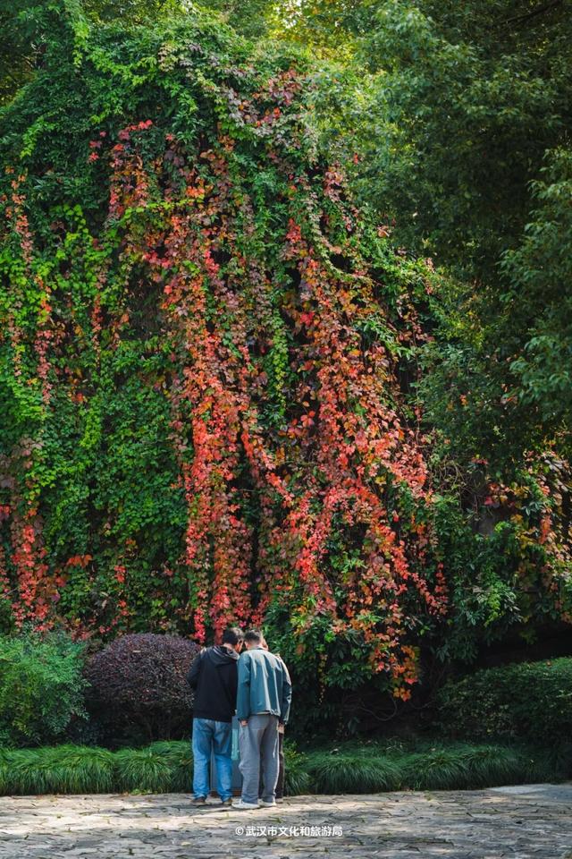 实况！武汉彩叶季来了，这些地方最出片