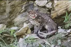 现实中的“彪子”竟是国家一级保护动物！四川刚拍到它的身影图片