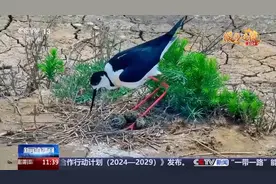 “鸟类超模”如何孵化幼鸟？来看它们默契“交班”图片