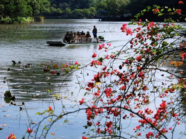 解锁冬日浪漫！来岩前星湖畔，一起走“花路”吧！