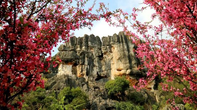 3月7日至8日，女性游客免门票游乃古石林风景区