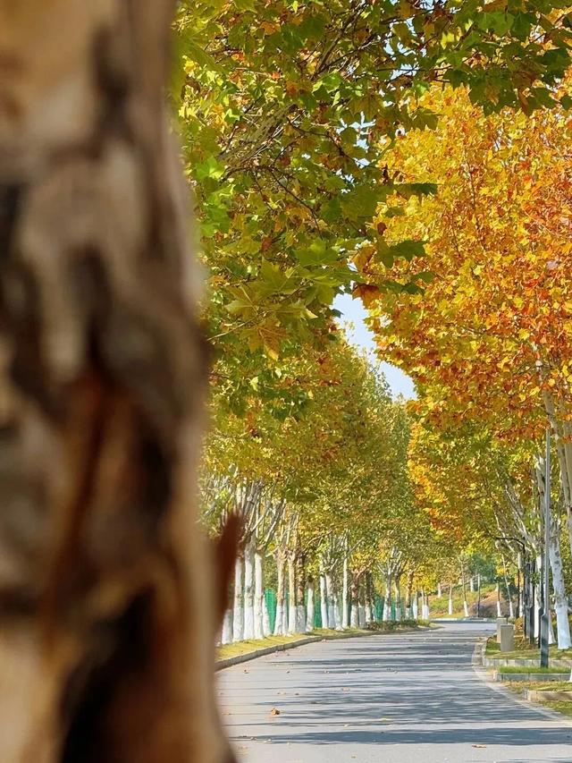 江西的这些“赏桐”胜地，治愈又出片！