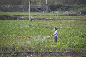 新华视点丨广西抗旱一线调查图片