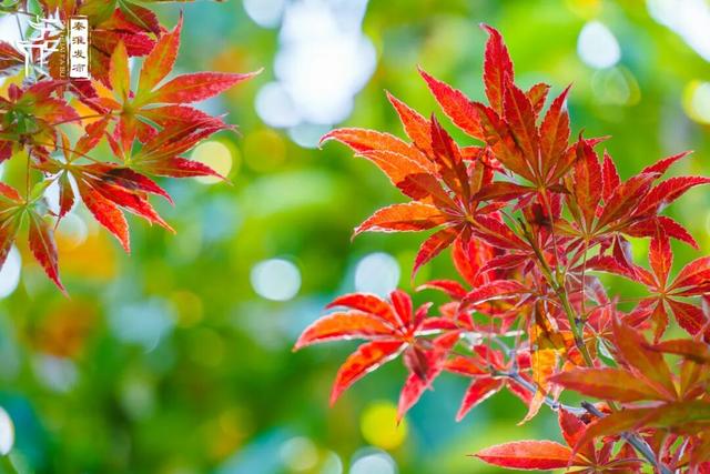 美“枫”了，快来赏！