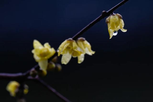 开了！开了！南湖，pong香！