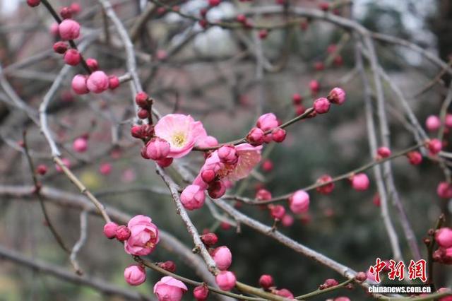 浙江杭州：超山梅花盛开引客来