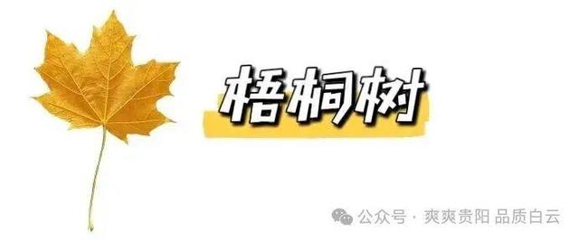 在白云！这个初冬阳光温暖，满是金黄！
