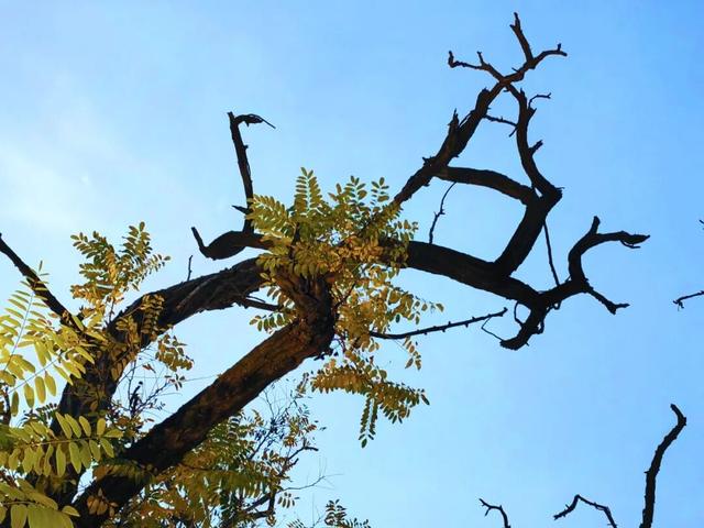 温县，一韵冬色，尽藏美好！