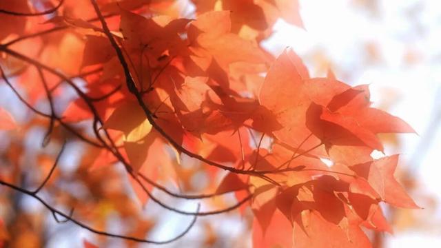 银杏鎏金映红枫 半城诗意半城冬