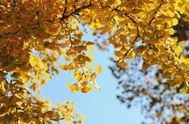 别了，威海的秋天！这些画面值得珍藏一整年