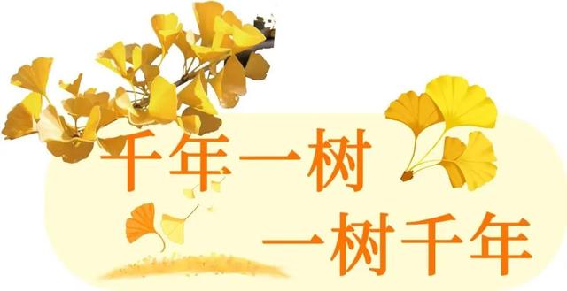 浮来山银杏树，即将迎来最佳观赏期！就自周末起！