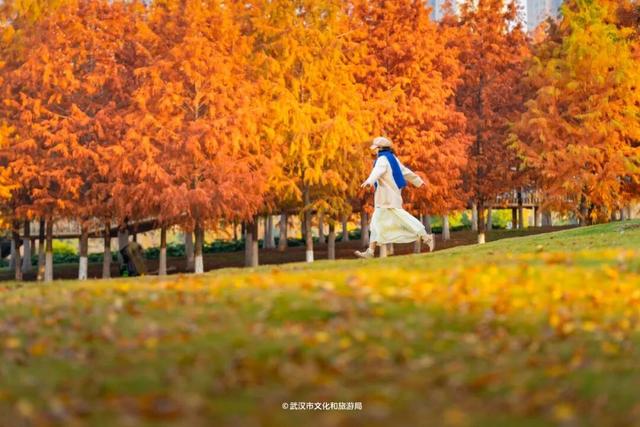 武汉这片杉树林，喀纳斯啊你！