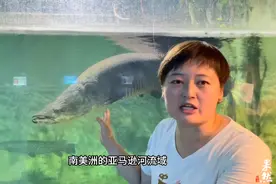 果然视频|动物视界85——济南动物园的“地球元老”巨骨舌鱼图片