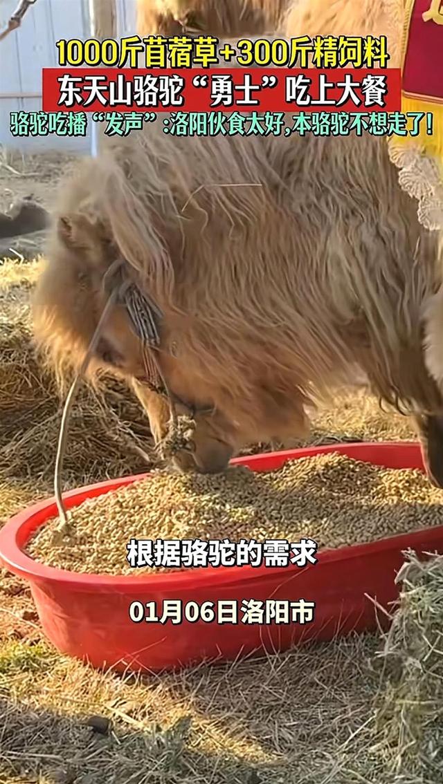 新疆骆驼队4个多月跨越3000公里行程即将画上句点：洛阳多部门定于明日在定鼎门举办欢迎仪式，当地拉来1000斤草料喂骆驼