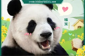 汪涵主持，“女明星”福宝6月12日正式亮相！图片
