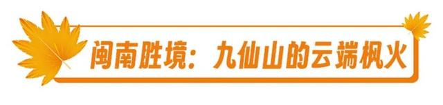 福建暖冬，又是一年好“枫”景