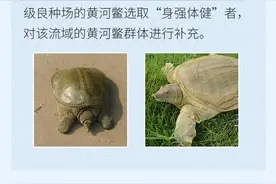 一个也没见过！山西这些水生动物你都知道吗？图片