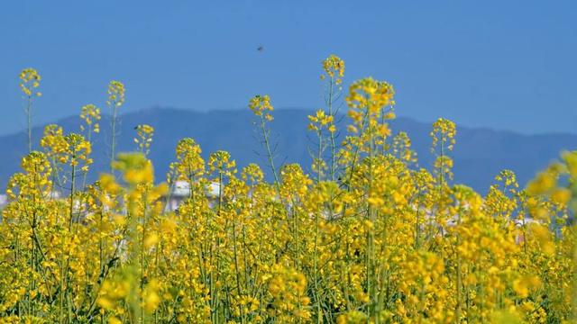 没看错！云南第一波油菜花已经金灿灿啦