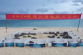2024年海龟保护日主题宣传活动在全国多地同步启动图片