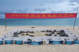 2024年海龟保护日主题宣传活动在全国多地同步启动图片