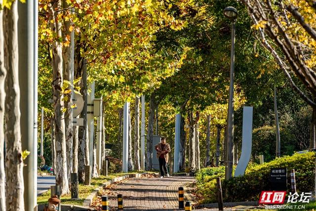 梧桐染晨光，一条路藏尽长沙的温柔