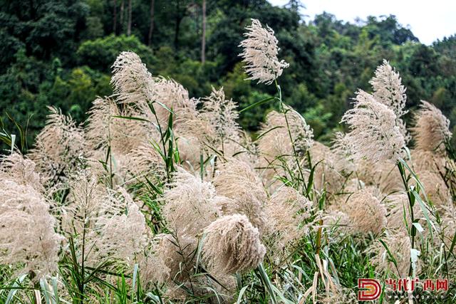 在这个秋天，赴一场与芦花的约会