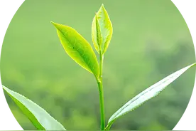 又是一年植树节~都江堰，一座绿意流淌的生态之城图片