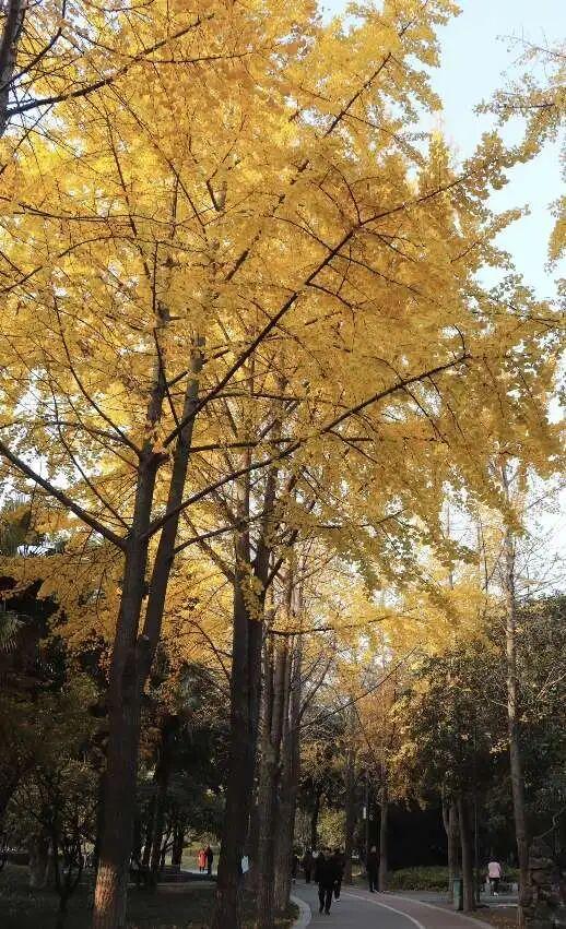 河南银杏进入“颜值巅峰”！这份捡秋攻略赶紧码住！