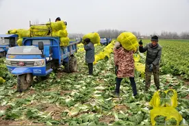 张战营的白菜“种植经”图片