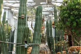 世博文化公园南区开放在即！南区上海温室花园收费公示：成人票平日98元，周末及节假日128元图片