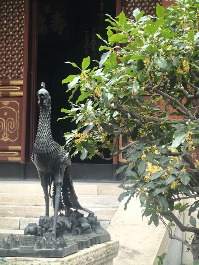 金桂飘香！“颐和秋韵”桂花展启幕，十大公园联动