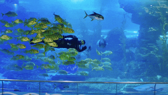 gogogo出发咯！青岛海底世界又来“宠粉”啦：95后特惠＋不限人群特惠！抓紧码住~