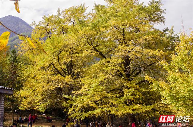 秋风作画，银杏成诗：永州桐子坳正迎来颜值巅峰